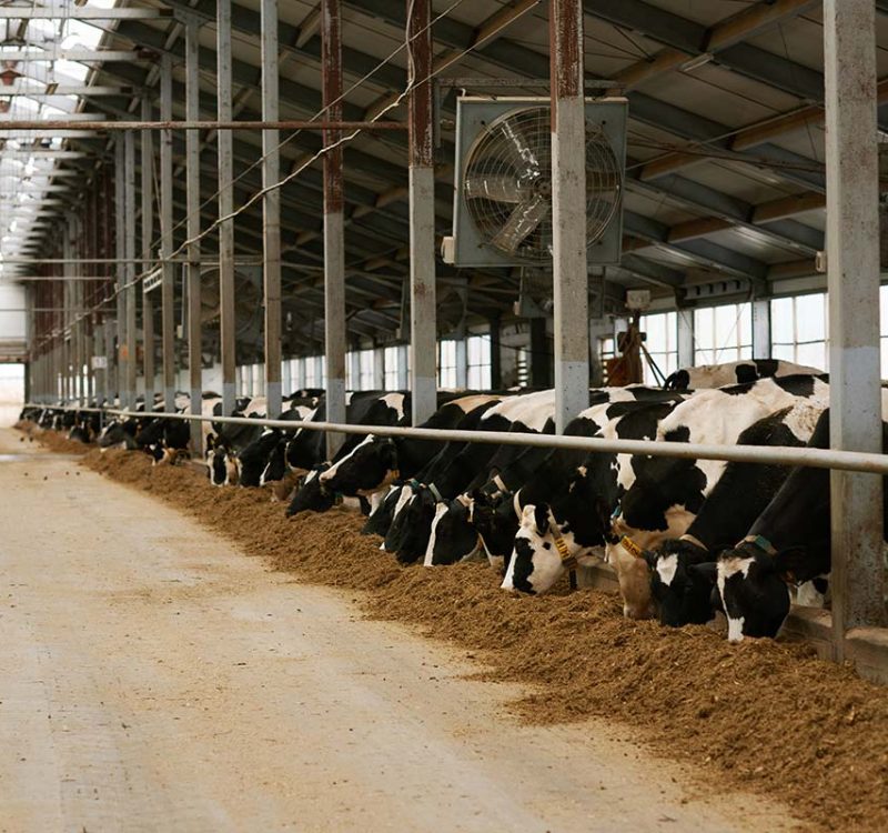dairy-farm-with-herd-of-cows-resize.jpg